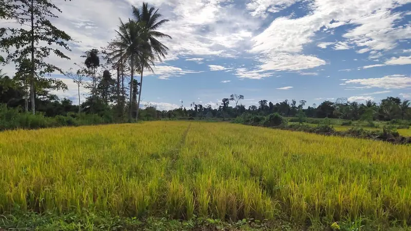 Panen Raya