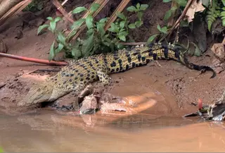 Buaya berjemur di dekat SMA Kota Depok. (Liputan6.com/Dicky Agung Prihanto)