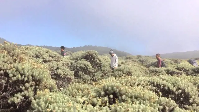 [Bintang] Keindahan yang Tak Kunjung Berakhir di Gunung Papandayan