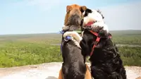 Video seekor anjing yang memeluk sahabatnya membuat banyak netizen terpukau