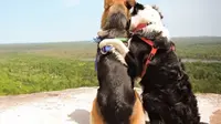 Melihat Persahabatan Dua Anjing Setia Ini, Kamu Pasti Menangis