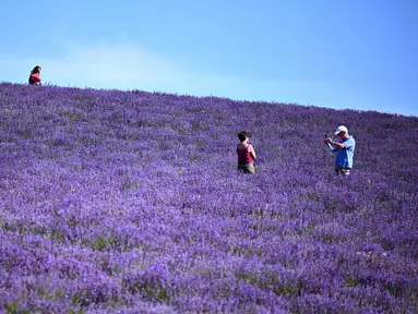 Seorang pria mengambil gambar di ladang lavender di Sale San Giovanni, Cuneo, Italia, 29 Juni 2021. Bunga lavender bermekaran menyajikan pemandangan yang indah. (MARCO BERTORELLO/AFP)
