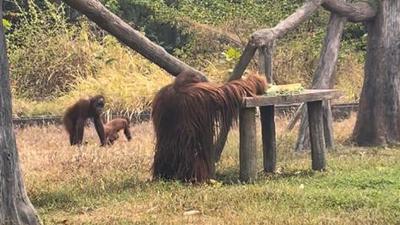 Aktivitas Didi Orang Utan Berkumpul dengan Anak dan Istri Usai Kabur ke Warung Ayam