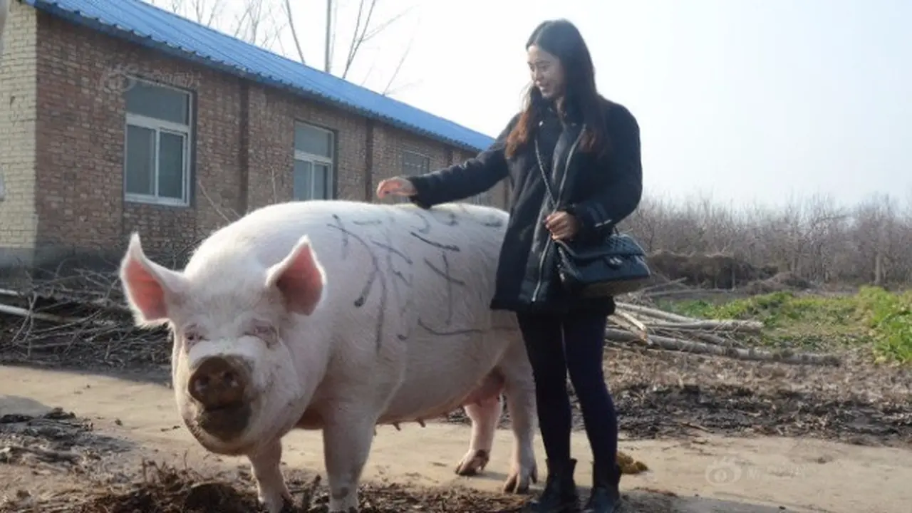 Babi Raksasa Berbobot 750 Kg Dinobatkan Jadi Raja Babi di Tiongkok