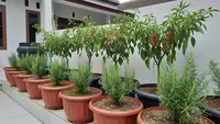 25 Jenis Tanaman Herbal Mini yang Mempercantik Teras dan Menyejukkan
