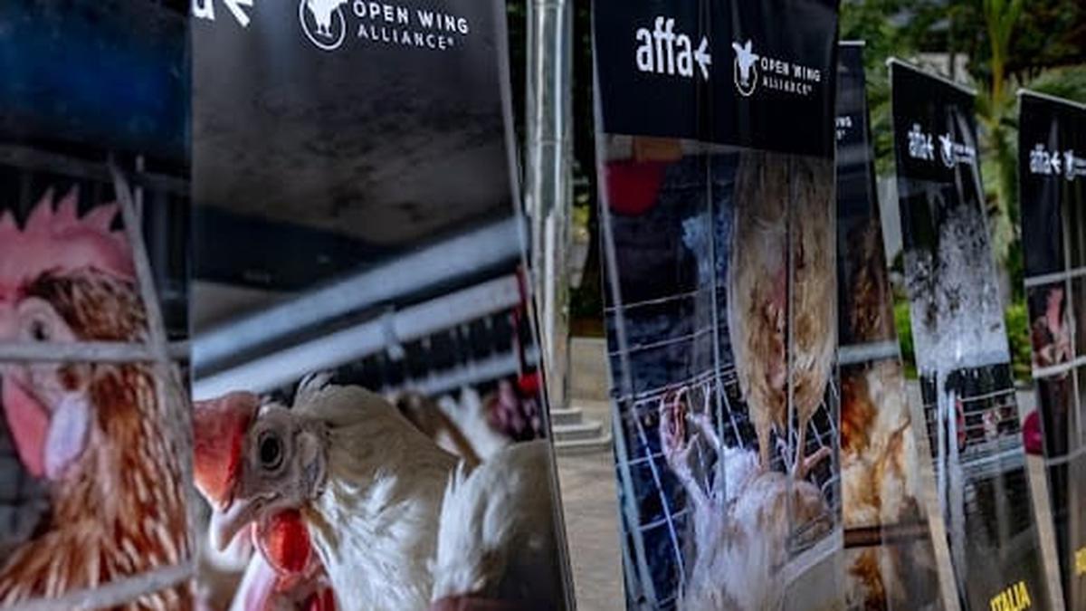 Kampanye Unggas Bebas Sangkar Sempit, Mengakhiri Penderitaan Ayam Petelur Industri