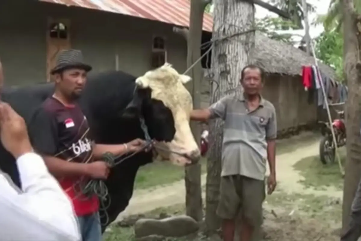 Sapi Jumbo dari Lereng Merapi Dijual Rp 75 Juta, Siapa Mau Beli? 