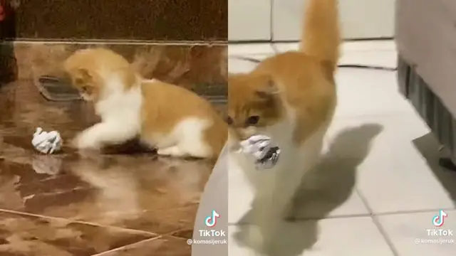8 Tingkah Lucu Koma, Kucing Kesayangan Warga TikTok yang Berpisah dengan Pemiliknya