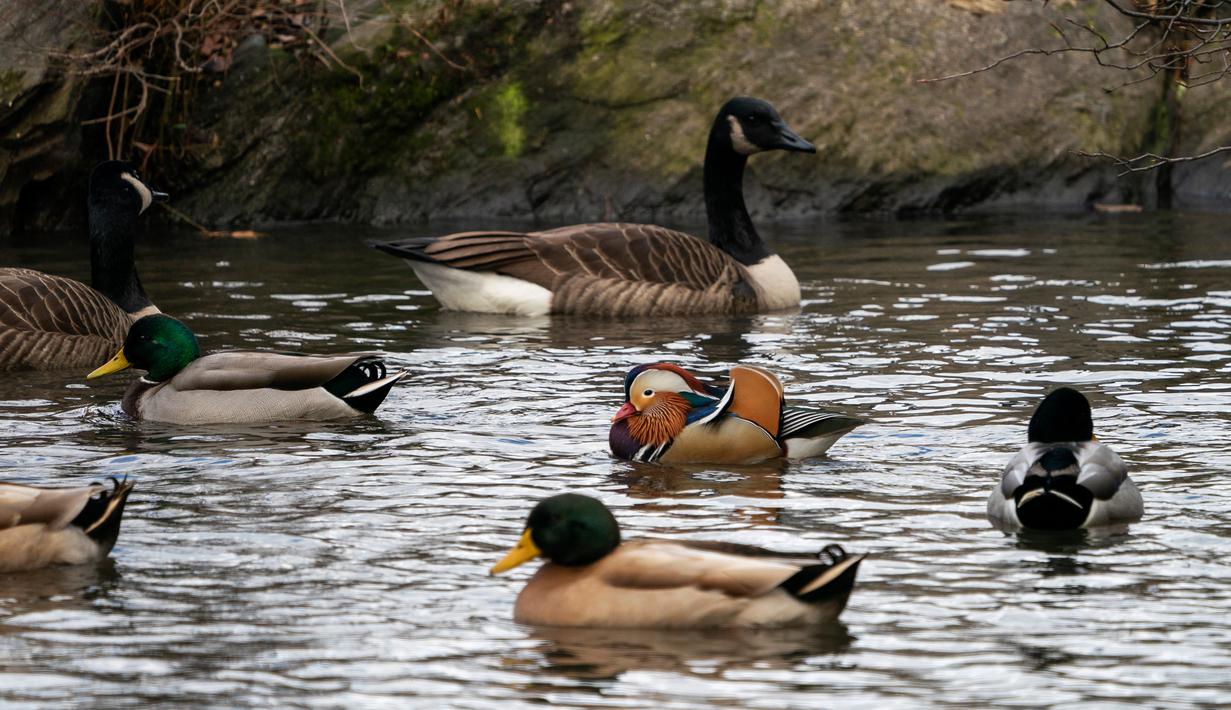 Bebek mandarin berenang di antara bebek-bebek lain di sebuah kolam di Central Park, New York, Selasa (27/11). Hewan yang juga dinobatkan sebagai bebek terindah di dunia ini memiliki ukuran panjang 41-49 cm dan bentang sayap 65-75 cm. (Don EMMERT / AFP)