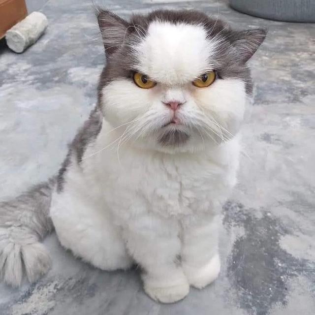 kucing berwajah galak