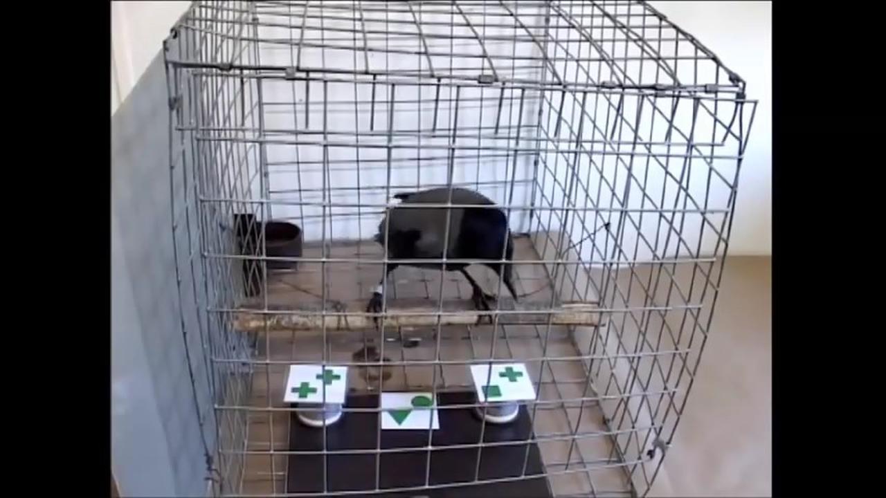 Jangan Remehkan Kecerdasan Burung Gagak 