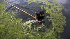Seorang pekerja membersihkan ganggang di kolam Kamal Pokhari di Kathmandu, Nepal, Selasa (27/7/2021). Kolam Kamal Pokhari merupakan salah satu kolam tertua dan bersejarah yang sedang menjalani restorasi. (AP Photo/Niranjan Shrestha)