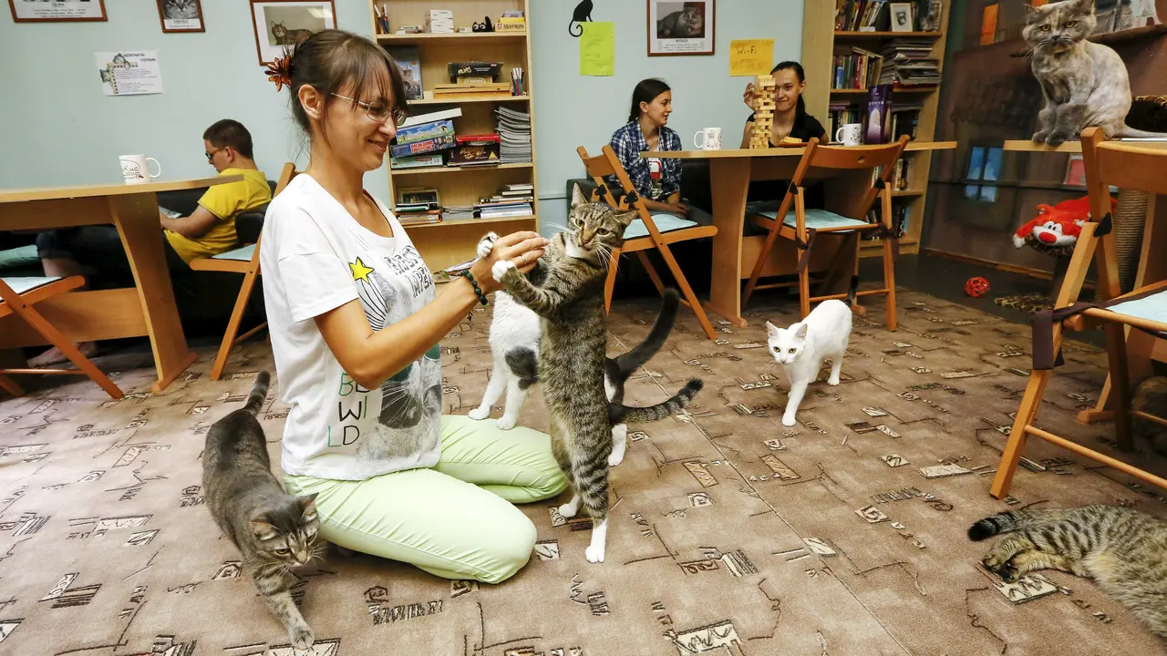 20150724-Ingin Bebas dari Stres? Pelihara 6 Hewan yang Berdampak Menyehatkan Ini-Kucing 1