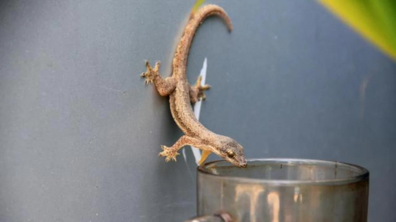 6 Risiko Kesehatan Akibat Kotoran Cicak yang Perlu Diwaspadai