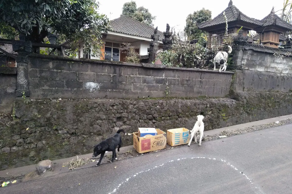 anjing Bali