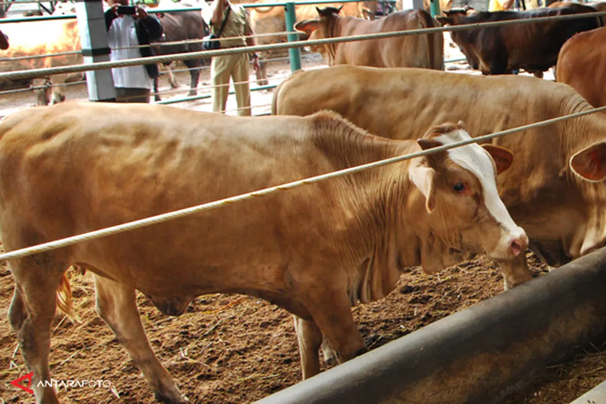 sapi-impor-130617c.jpg