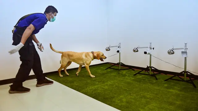 Anjing dilatih mengendus COVID-19 melalui sampel keringat