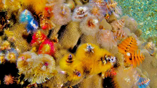 makhluk laut cantik