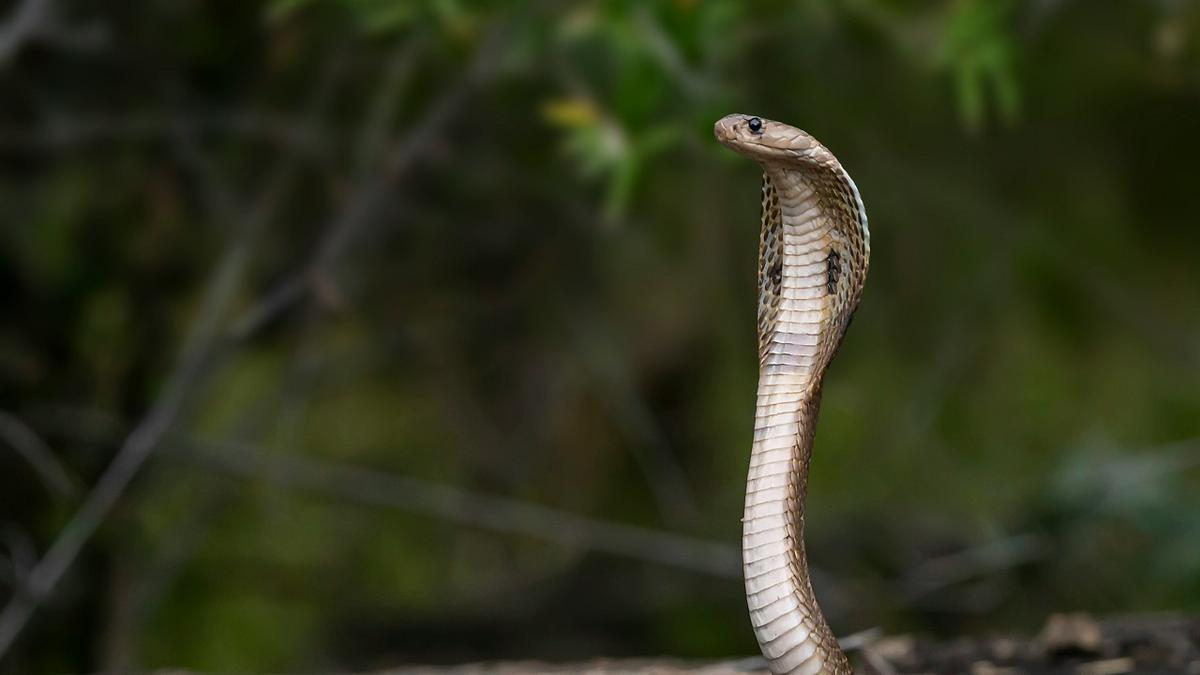 Apakah Sensor Gerak Bisa Mendeteksi Ular? Ketahui Cara Cegah Hewan Melata Masuk