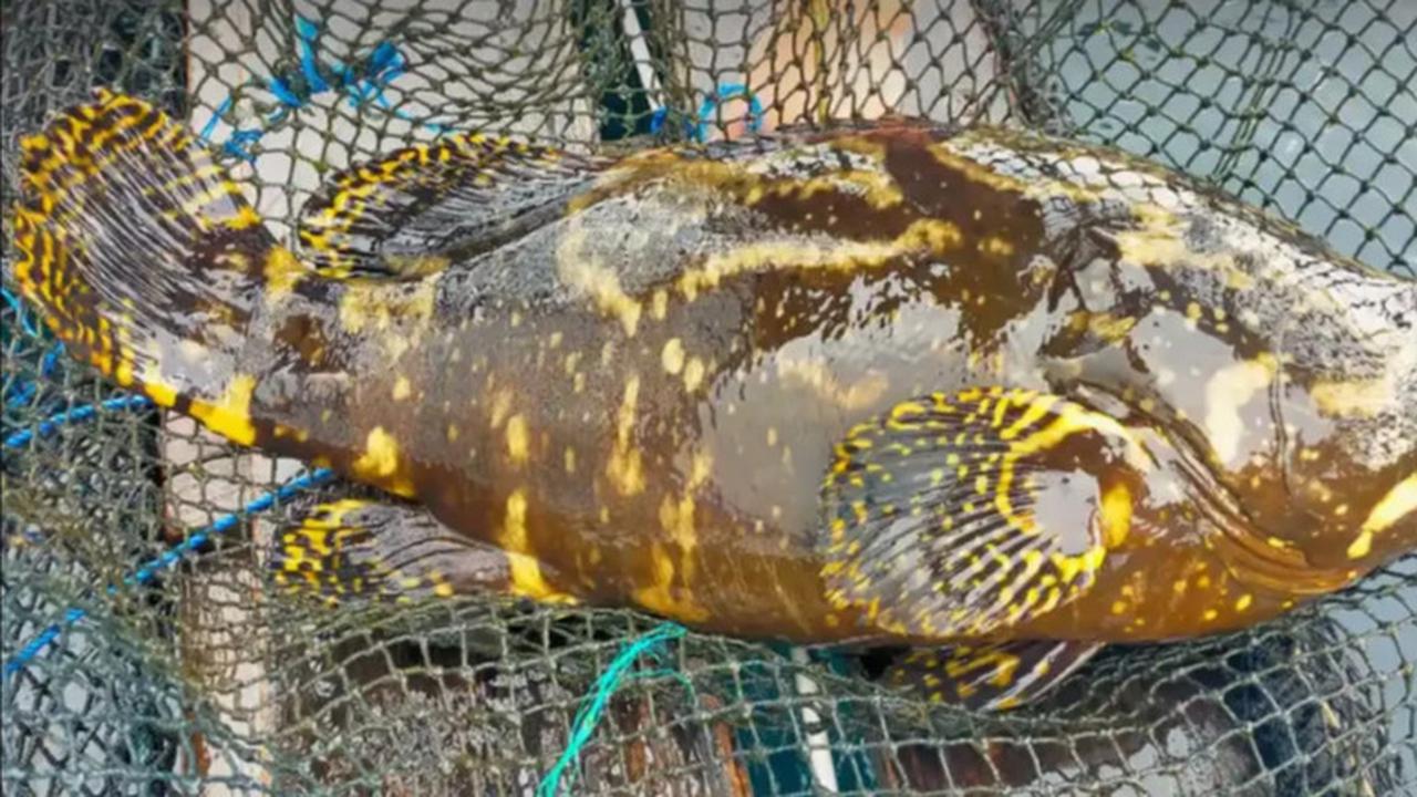 Mengenal Kampung Kerapu Lamongan, Gudangnya Ikan Segar yang Wajib Dikunjungi