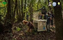 BKSDA Kalbar Selamatkan Orangutan di Ketapang dari Ancaman Karhutla
