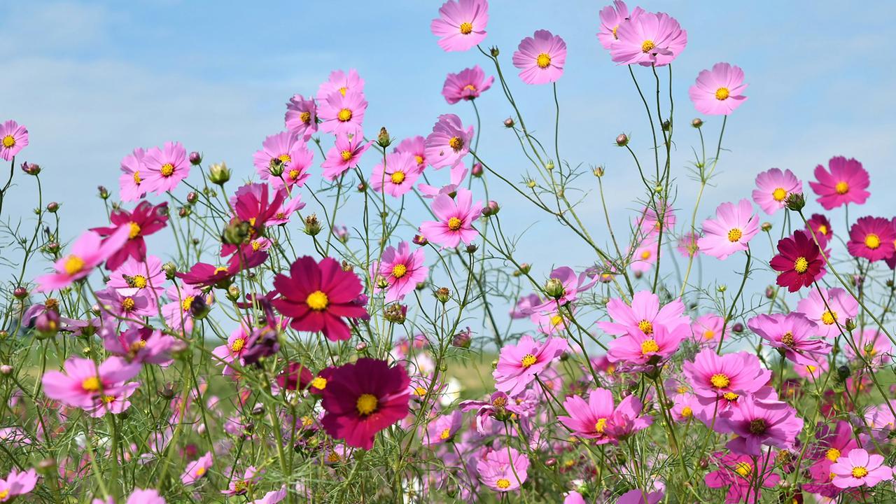 Cosmos