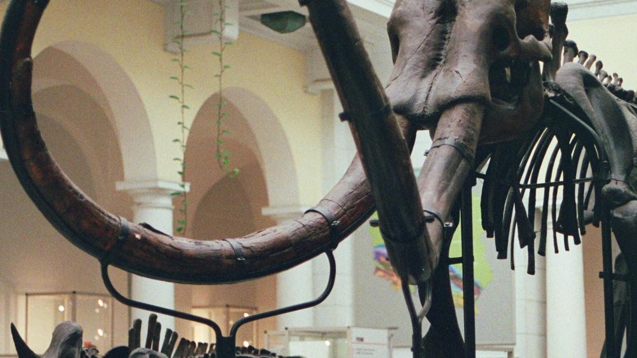 <b>Lokasi Ditemukannya Kerangka Diduga Menjadi Lokasi Kematian Mammoth Tersebut</b>