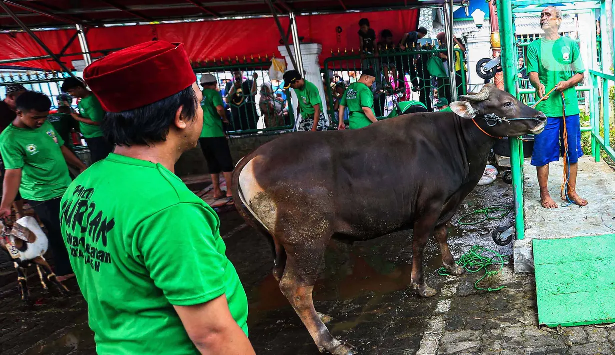 Umat muslim merayakan Idul Adha 1445 Hijriah dengan melakukan pemotongan hewan kurban. (Liputan6.com/Angga Yuniar)