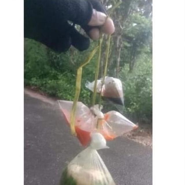 6 Cara Nyeleneh Bungkus Makanan dengan Lauk Terpisah Ini Bikin Bingung