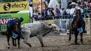 Seorang koboi berusaha menarik sapi dengan menunggangi kuda selama mengikuti kompetisi Coleo di Villavicencio, Kolombia pada 13 Oktober 2019. Acara olahraga tahunan tersebut melibatkan koboi untuk menangani seekor lembu jantan muda dengan menarik ekornya. (Juan BARRETO / AFP)