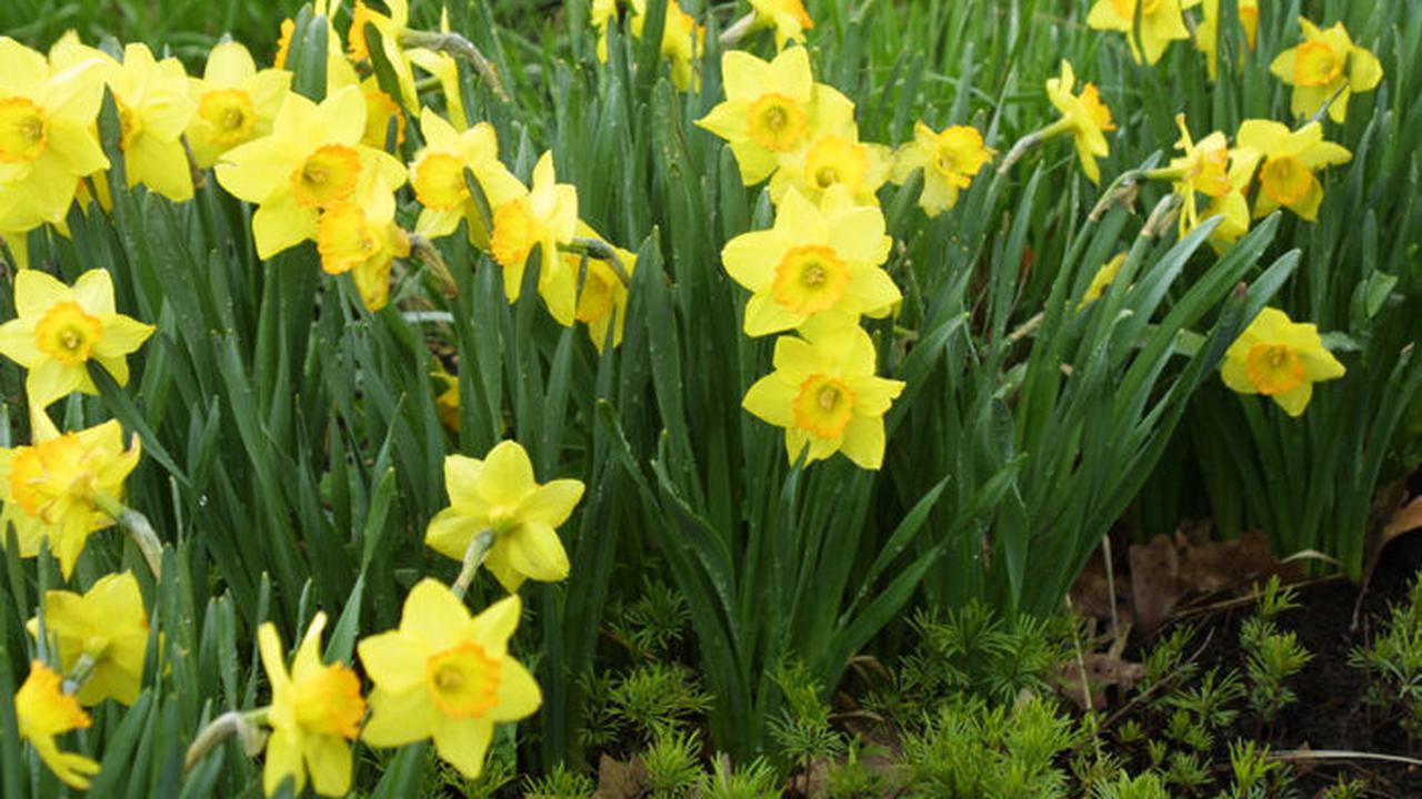 Bunga Bakung atau daffodil (Narcissus spp.)