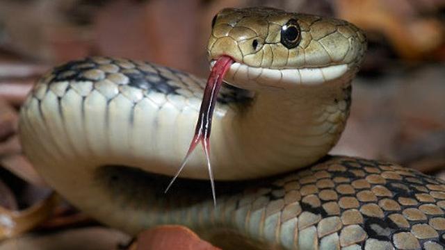 Ilustrasi ular. (iStockphoto)