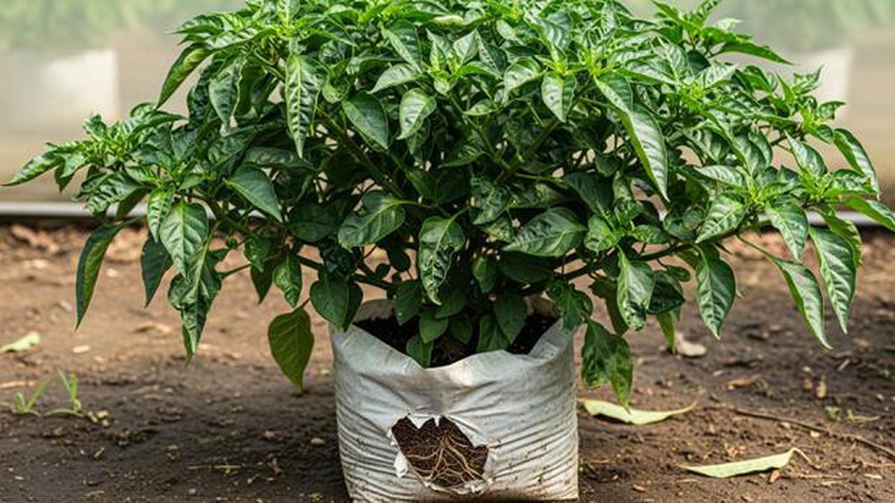 Kenapa Cabai di Polybag Hanya Rimbun Daun Tapi Tidak Berbuah? Ini 5 'Dosa Tanam' yang Sering Dilakukan