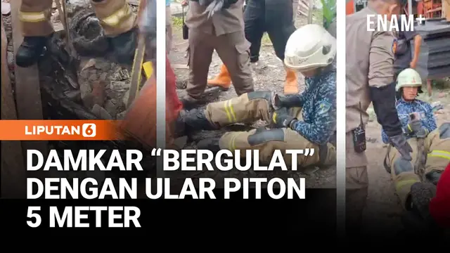 Piton 5 Meter Gegerkan Kenjeran, Damkar Turun Tangan