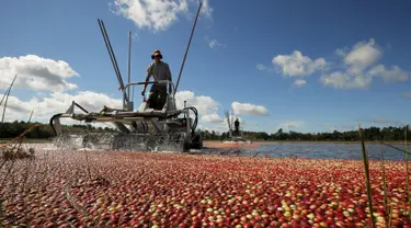 Nick Johnson memanen cranberry di sebuah rawa di Gilmore Perusahaan Cranberry di Carver, Massachusetts, AS, Senin (14/9). Menurut Asosiasi Petani Cape Cod Cranberry, sekitar 200 juta cranberry tumbuh setiap tahun di Massachusetts.  (REUTERS/Brian Snyder)