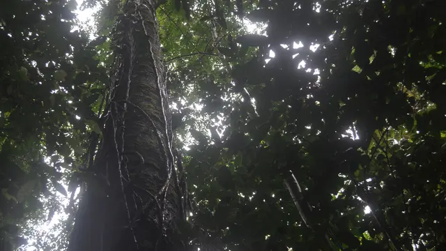 Tengkawang. (Foto: Liputan6.com/Aceng Mukaram)