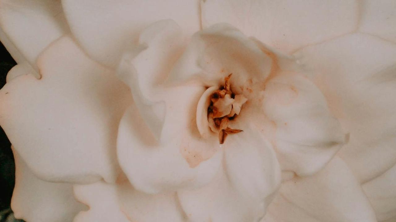 <b>Gardenia </b>