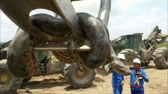 Seberapa Besar Kebanyakan Anaconda?