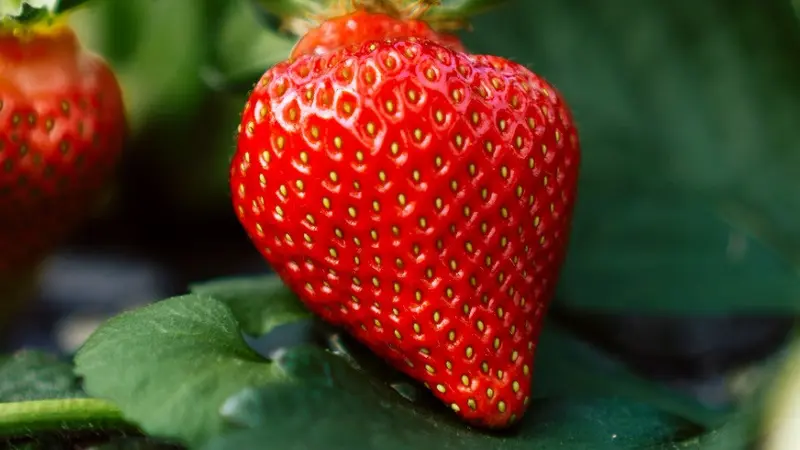 Strawberry