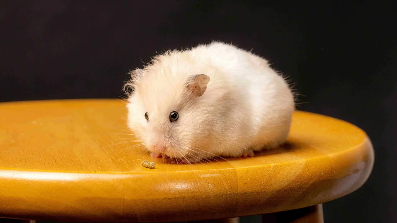3 Inspirasi Hamster Room
