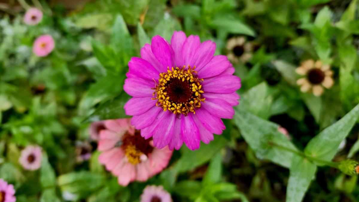 Zinnia
