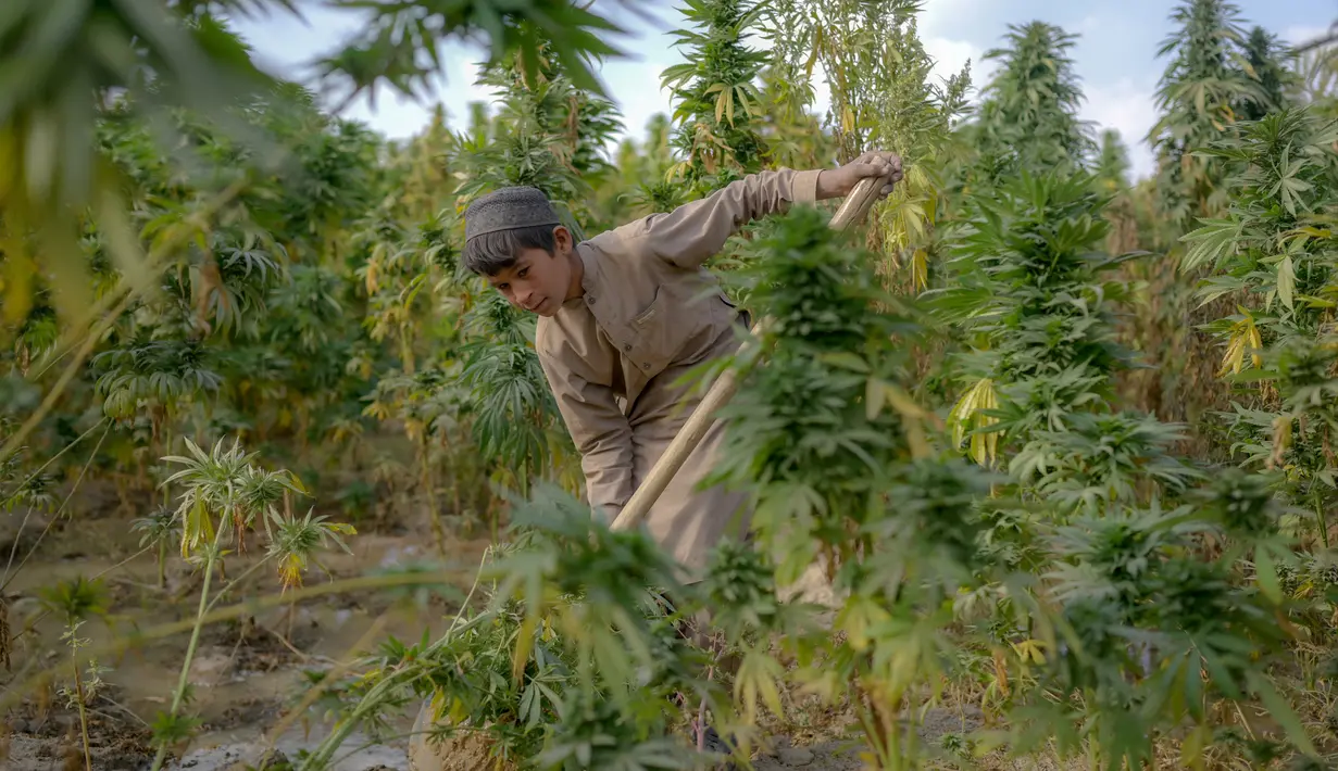 Seorang anak bekerja di ladang ganja pinggiran Kandahar, Afghanistan, 28 Oktober 2021. Taliban bersumpah akan menindak perdagangan obat-obatan terlarang yang sebagian besar memicu pemberontakan mereka yang berhasil. (BULENT KILIC/AFP)