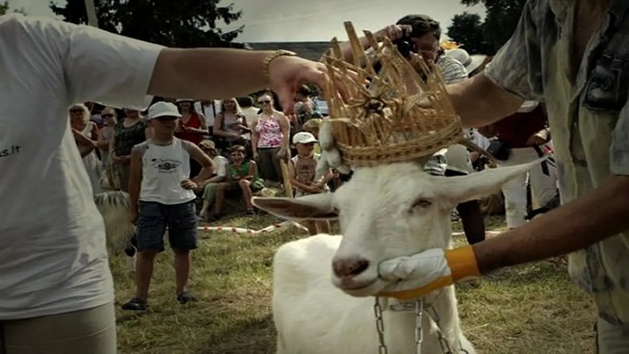 Kambing Tercantik Hasil Kontes Kecantikan