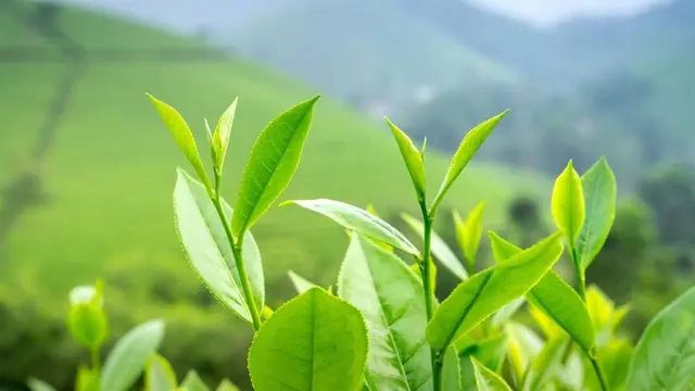 Tanaman yang Kerap Jadi Bahan Utama Moisturizer