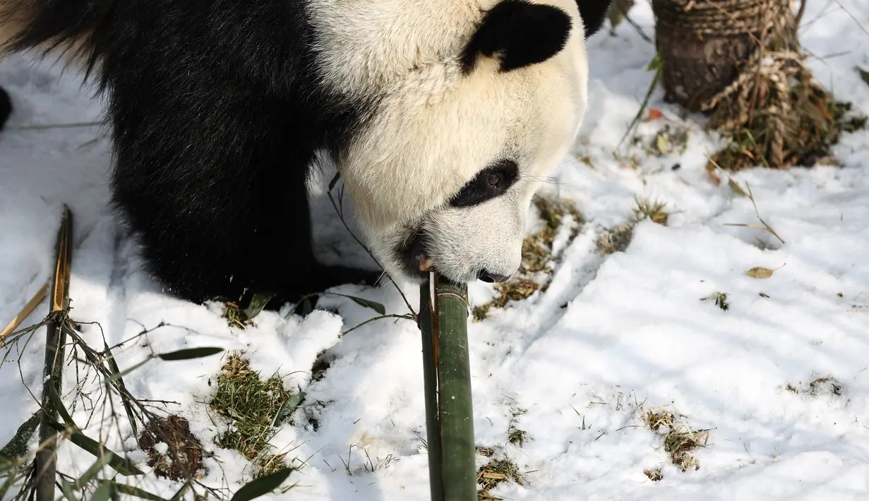 Seekor panda raksasa menyantap bambu di Rumah Panda Xining yang diselimuti salju di Xining, ibu kota Provinsi Qinghai, China barat laut, pada 21 November 2020. (Xinhua/Wu Gang)