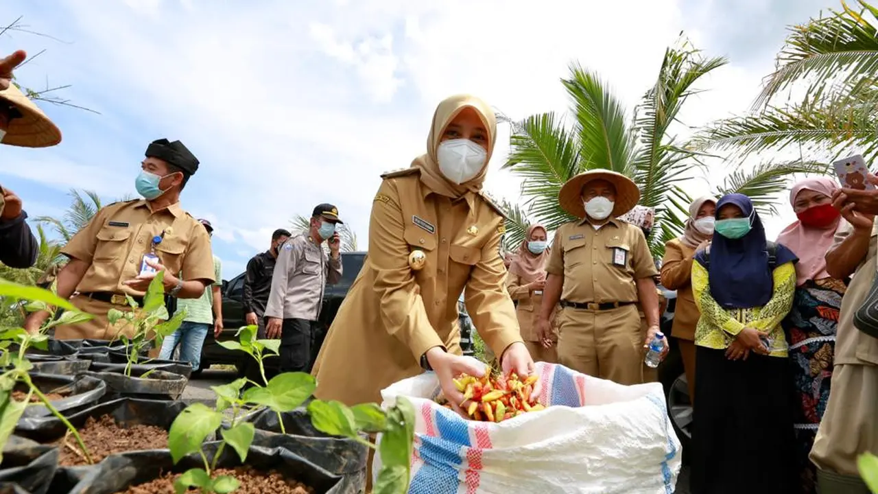Bupati Banyuwangi Ipuk Fiestiandani tijau panen Cabai di Banyuwangi (Istimewa)