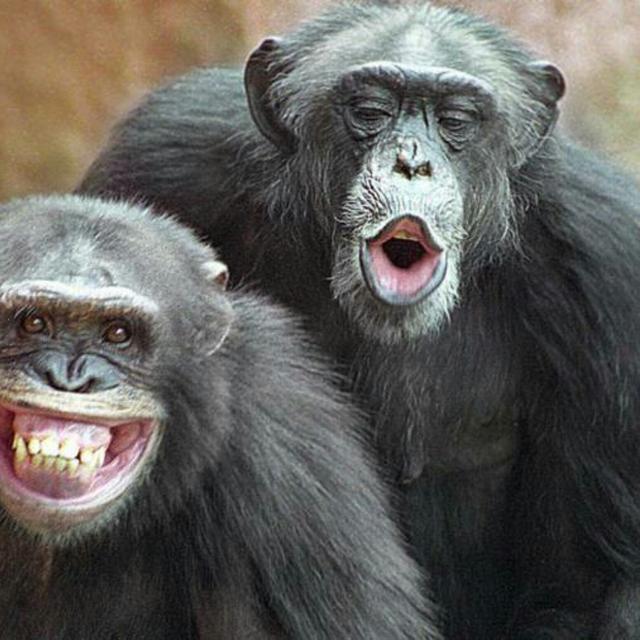 Mengenal Arti Ekspresi Wajah Simpanse Citizen6 Liputan6 Com