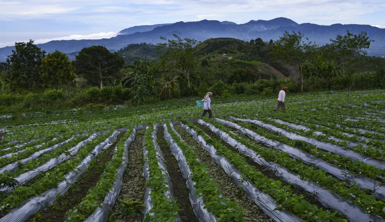 <p>Orang-orang bekerja di kebun stroberi di Bener Meriah, provinsi Aceh tengah (1/9/2019). Untuk menuju ke kebun stroberi ini pengunjung membutuhkan waktu sekitar 20 menit dari perkotaan. (AFP Photo/Chaideer Mahyuddin)</p>