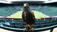 Rufus, Elang Pengusir Merpati di Wimbledon yang Hampir Pensiun