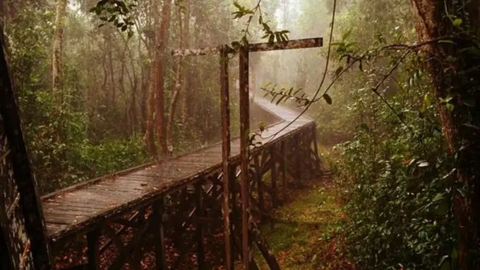 Mendengarkan 'Suara' Belantara Indonesia di Tanjung Puting